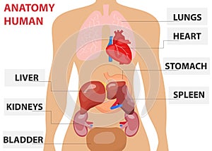 Human organs, the placement of human organs in the body. Human anatomy.