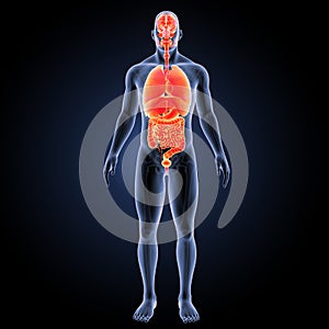 Human organs with skeleton anterior view