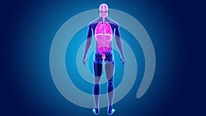 Human Organs with Skeleton Body