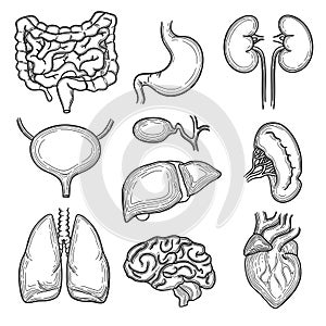 Human organs sketch. Brain kidney heart stomach anatomy body parts vector hand drawn set