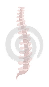 Human Organs Spine Composition