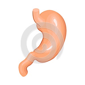 Human Organs Stomach Composition