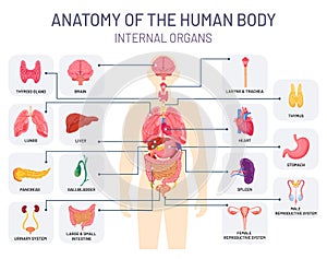 Human organs system. Medical body anatomy, man internal physiology parts. Respiratory, reproductive and digestive