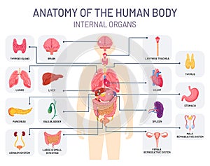 Human organs system. Medical body anatomy, man internal physiology parts. Respiratory, reproductive and digestive photo