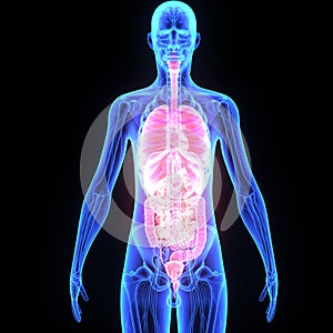 Human Organs photo