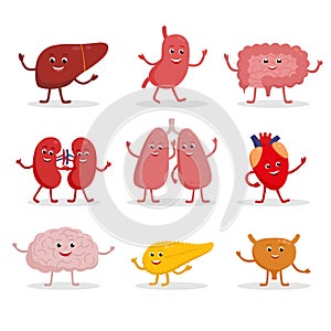 Human organs vector cartoon characters illustration in flat design. Cute smiling healthy organs icon set isolated on