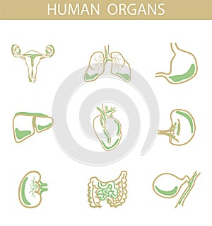 Human organs, vector illustration