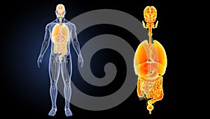 Human organs zoom with anatomy anterior view