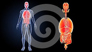 Human organs zoom with anatomy anterior view