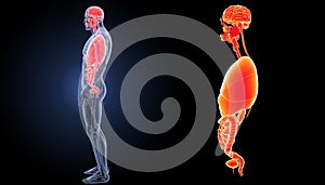 Human organs zoom with anatomy lateral view