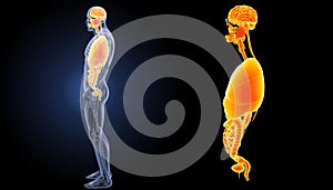 Human organs zoom with anatomy lateral view