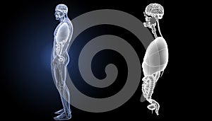 Human organs zoom with anatomy lateral view