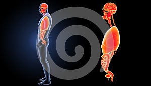 Human organs zoom with body lateral view