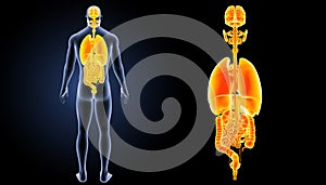 Human organs zoom with body posterior view