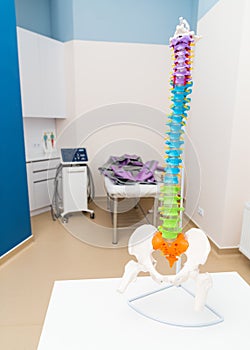 Human orthopedic of vertebral. Medical mockup of spine.