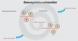 Human osmotic regulation and excretion vector illustration labeled diagram