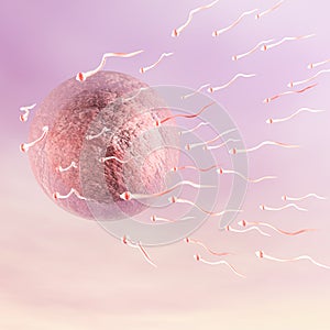 Human Ovum