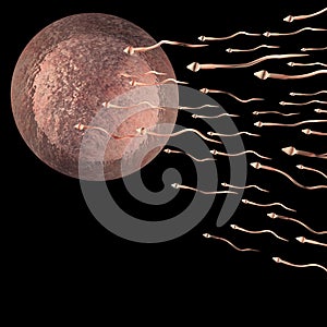 Human Ovum