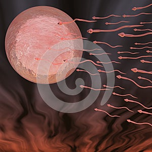 Human Ovum