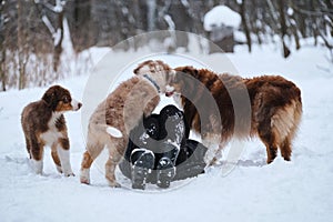 Human owner jokingly fell into snow and two aussie puppies and adult dog check if everything is in order. Australian Shepherds red