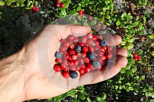 Human palm full of berries, cowberry and blueberries