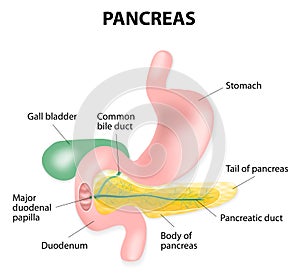 Human pancreas