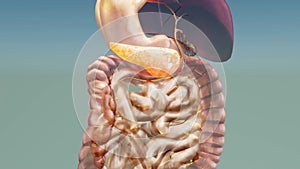 Human Pancreas Anatomy, 3D