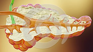 Human Pancreas Anatomy producing enzymes that help digest food,