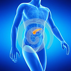 The human pancreas