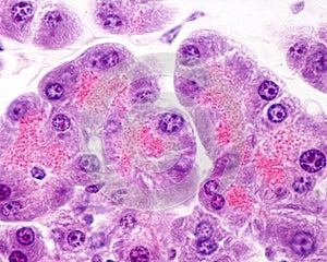 Human pancreas. Serous acini