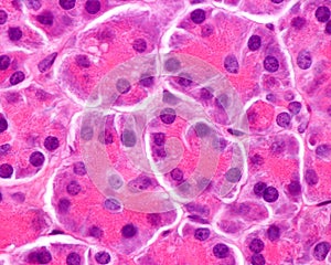 Human pancreas. Serous acini photo