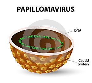 Human papilloma virus. HPV
