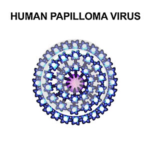 Human Papilloma Virus. The structure of the virus popilloma. Infographics. Vector illustration on isolated background.