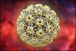 Human papillomavirus