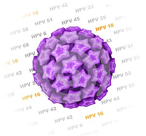 Human papillomavirus (HPV) photo