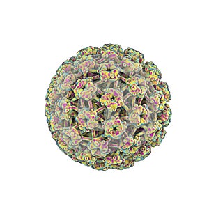 Human papillomaviruses isolated on white background