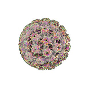Human papillomaviruses isolated on white background