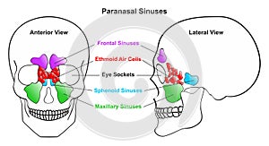 Human paranasal sinuses anatomy infographic diagram photo