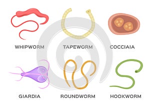 Human Parasite vector / hookworm whipworm tapeworm roundworm coccidia and giardia