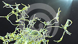 Human parasitic amoeba with pseudopodia