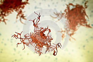 Human parasitic amoeba with pseudopodia