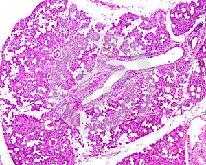 Human parotid gland photo