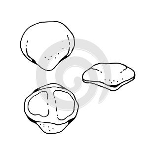 Human patellar bone, vector hand drawn illustration isolated on a white background