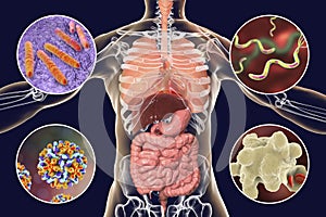 Human pathogenic microbes, respiratory, enteric and liver pathogens photo