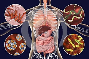 Human pathogenic microbes, respiratory, enteric and liver pathogens photo