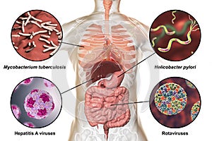 Human pathogenic microbes, respiratory and enteric pathogens