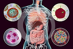 Human pathogenic viruses causing respiratory and enteric infections