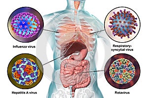 Human pathogenic viruses causing respiratory and enteric infections