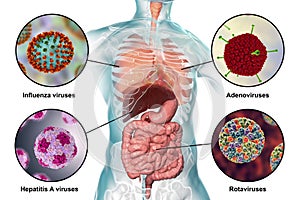 Human pathogenic viruses causing respiratory and enteric infections