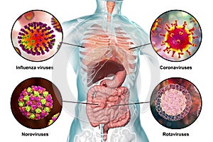 Human pathogenic viruses causing respiratory and enteric infections photo